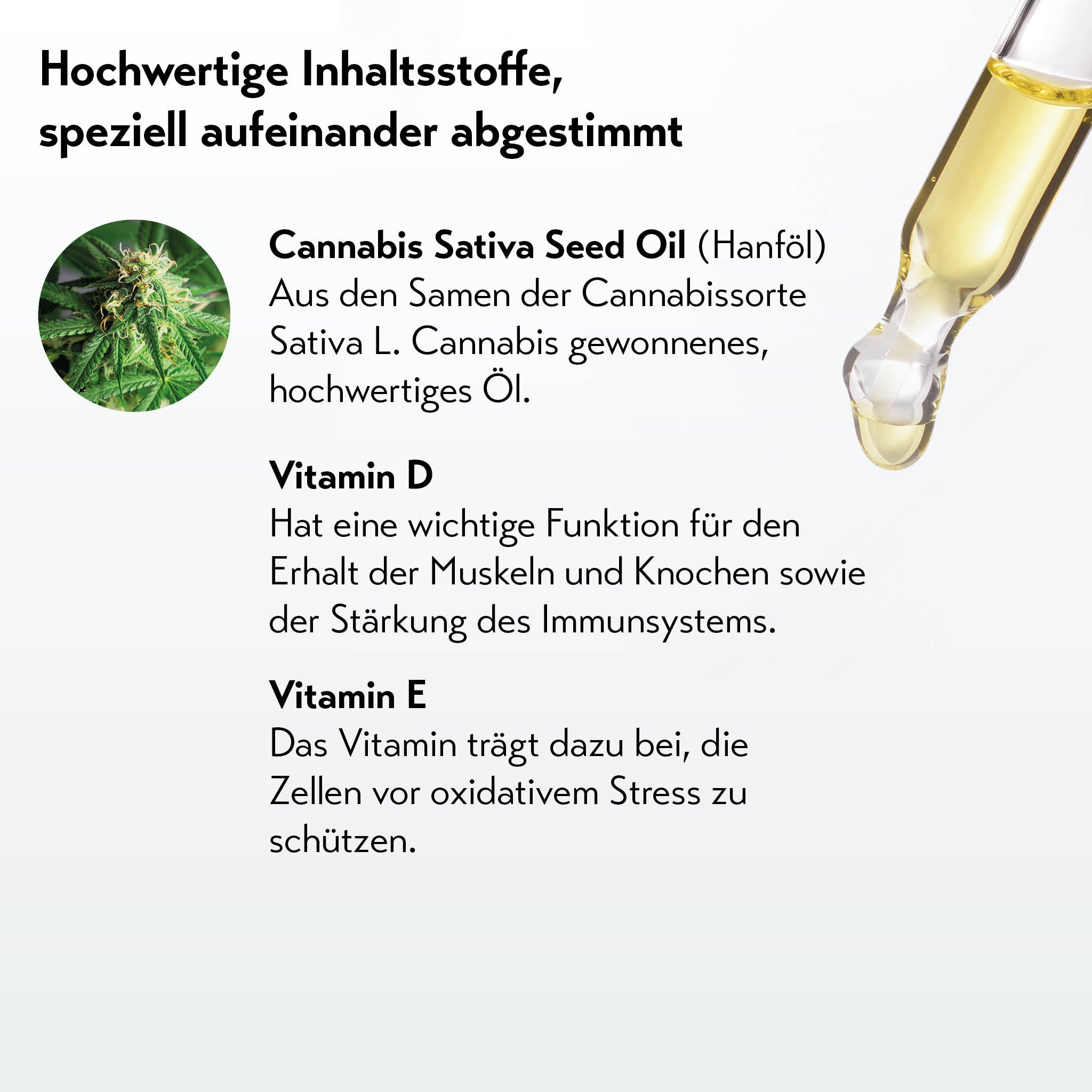 Cannabis Sativa Pflanze neben einer Pipette mit goldenem Hanföl vor weißem Hintergrund.
