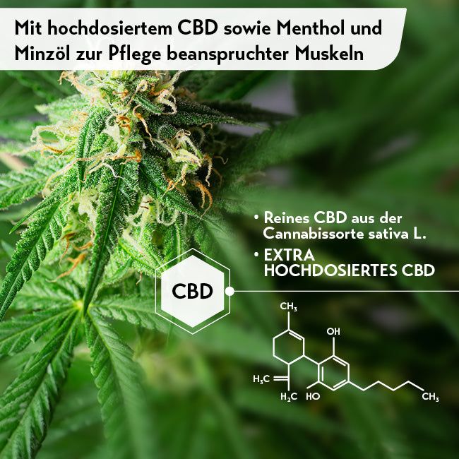 Nahaufnahme einer Cannabispflanze mit Trichomen auf Blättern und Blüten, chemische Struktur von CBD.
