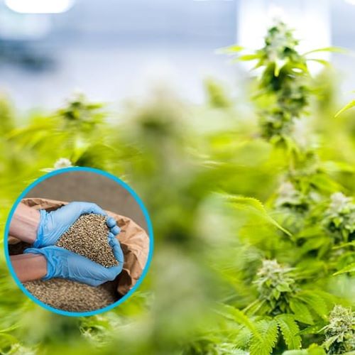 Nahaufnahme von gesunden Cannabispflanzen und Händen in blauen Handschuhen, die Cannabissamen halten.