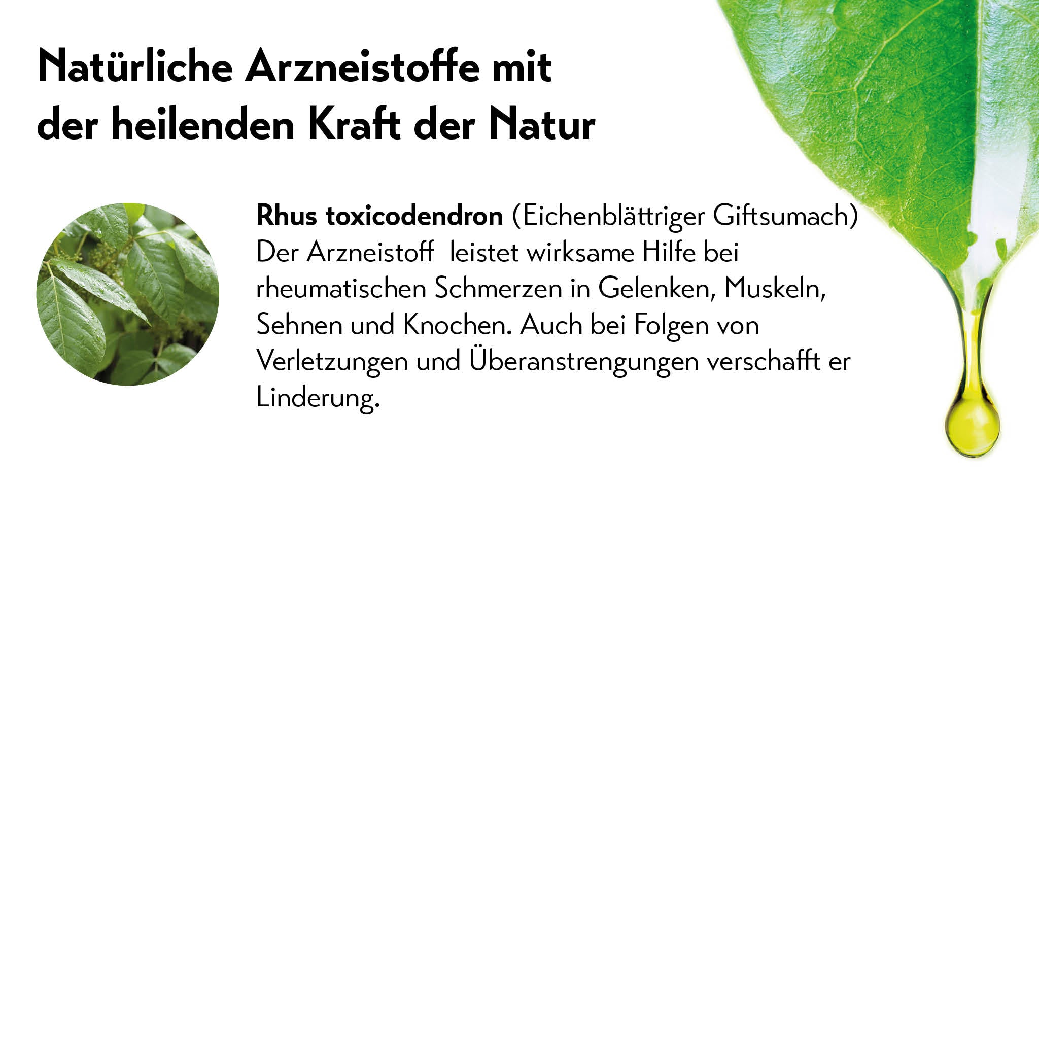 Grünes Rhus toxicodendron Blatt mit gelbem Tropfen, feuchte Blätter zur Schmerzlinderung bei Muskelbeschwerden