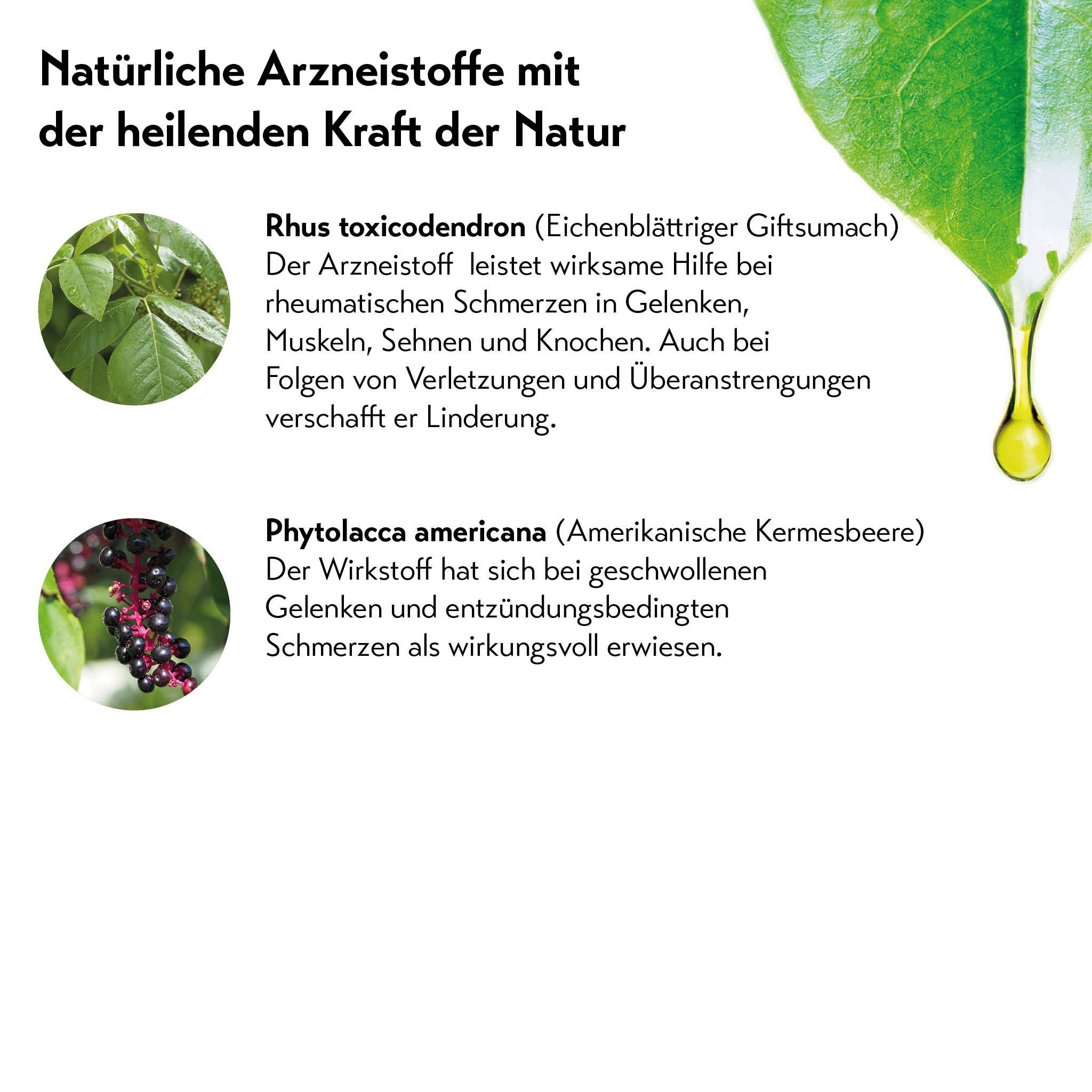Rhus toxicodendron-Blätter und Phytolacca americana-Beeren, natürliche Arzneistoffe bei rheumatischen Schmerzen