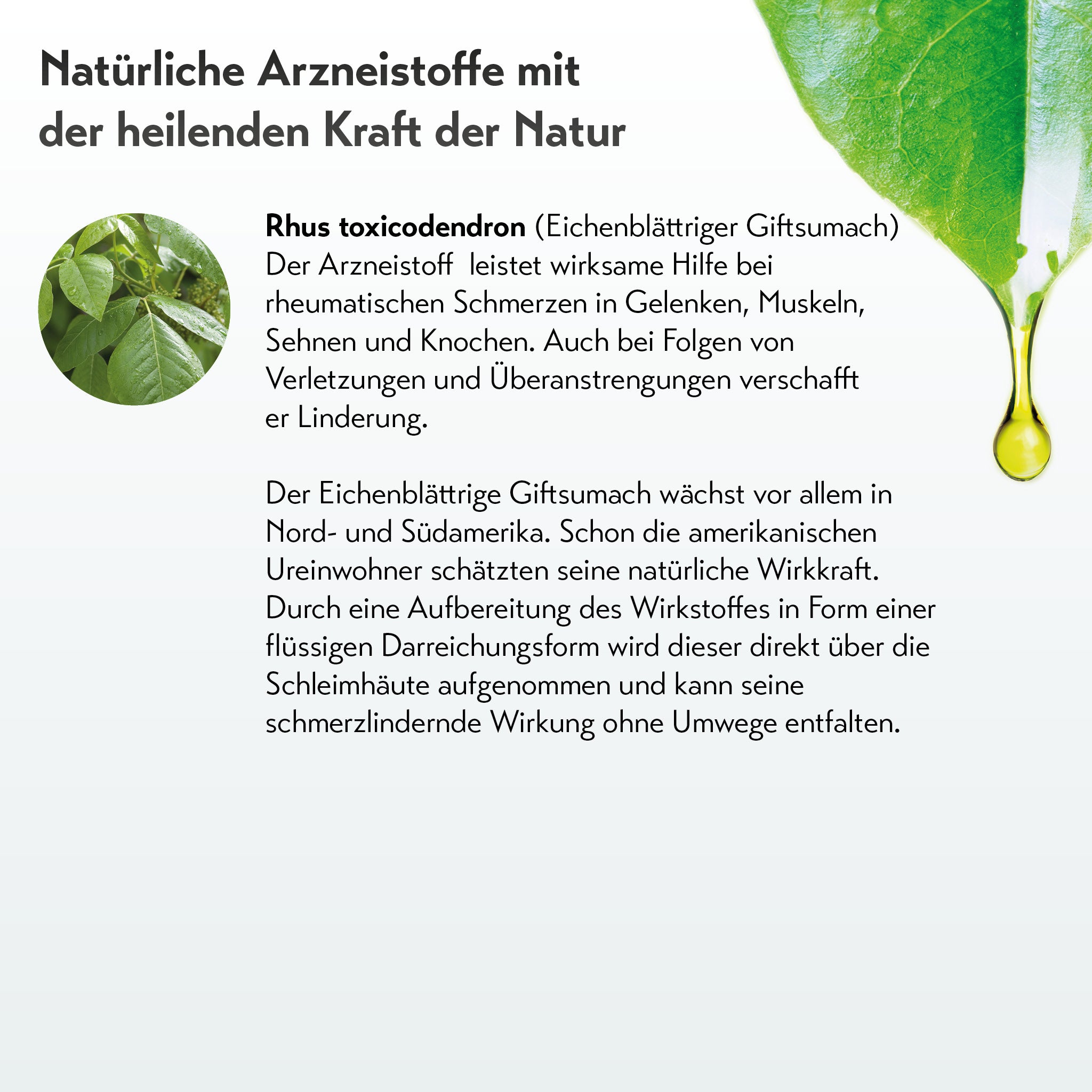 Grünes Rhus toxicodendron Blatt, großer grüner Blatt oben rechts, Pipette mit Tropfen symbolisiert natürliche Heilmittel.