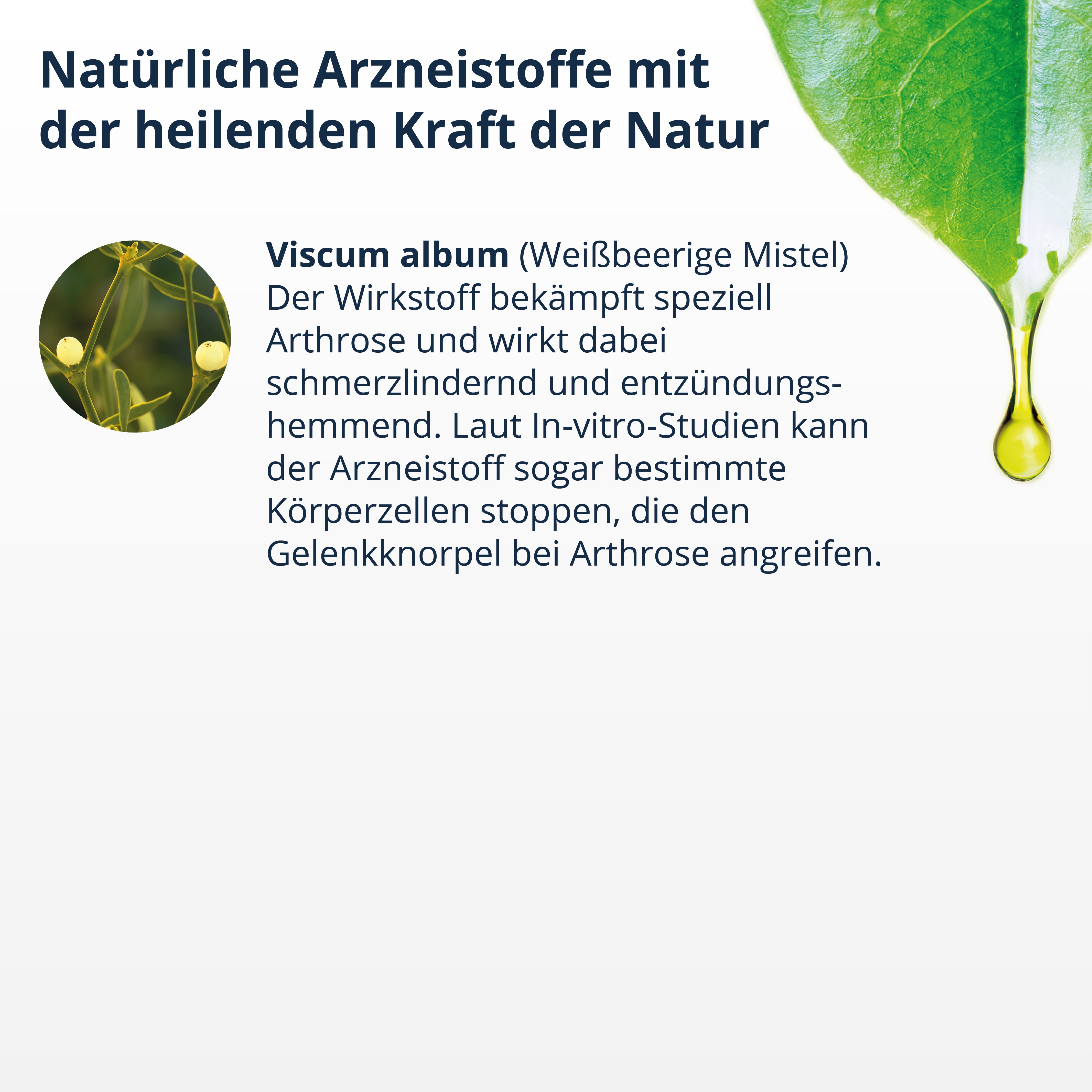 Weiße Mistelbeeren und Heilpflanzenextrakt in Tropfenform zur Linderung von Arthrose, bestehend aus Viscum album.