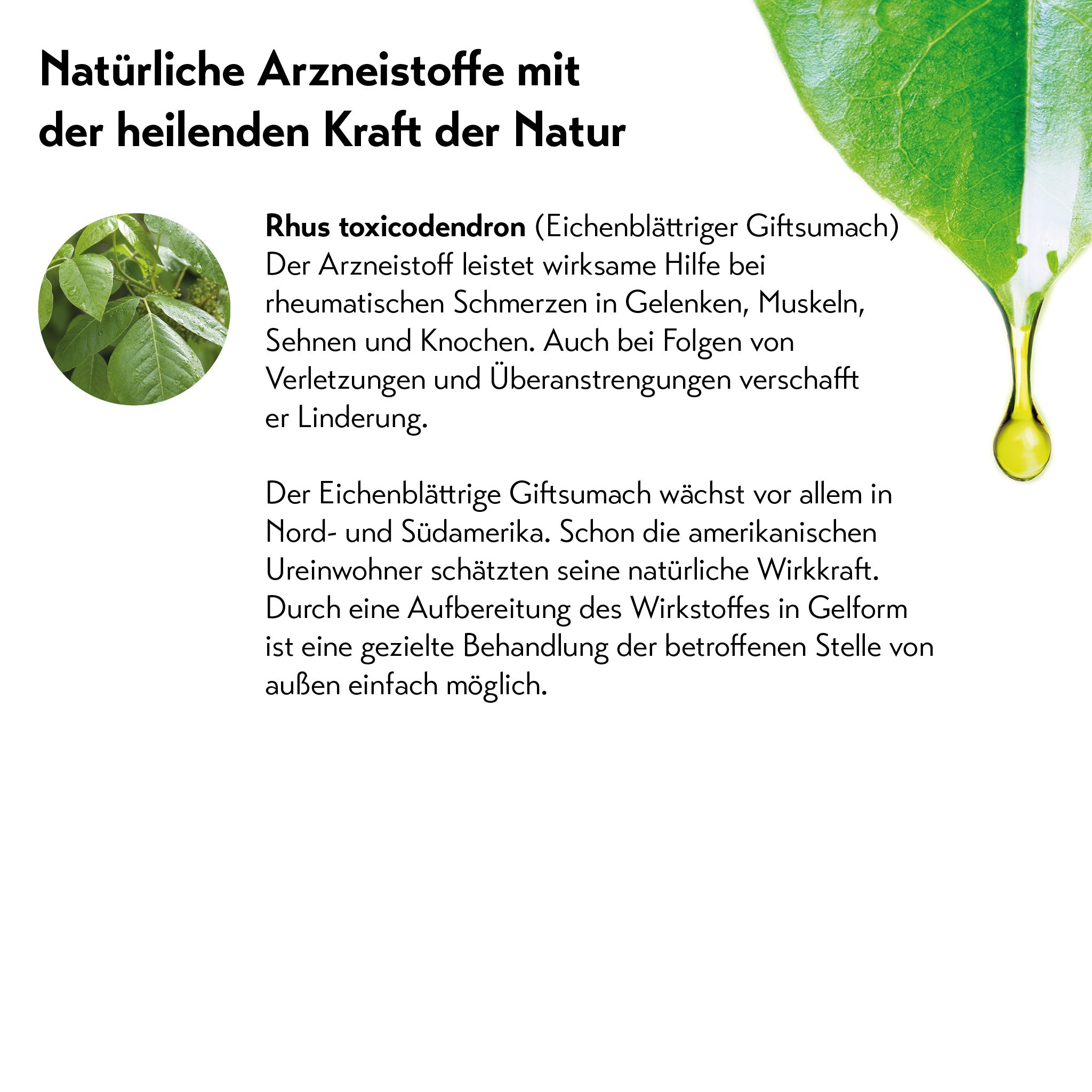 Grüne Blätter des Eichenblättrigen Giftsumachs mit goldenem Öltropfen, symbolisiert natürliche Heilkräfte.