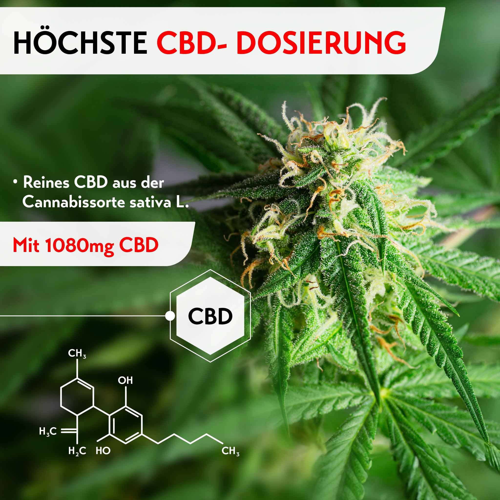 Nahaufnahme einer Cannabisblüte mit grünen Blättern und Trichomen, Text zur CBD-Dosierung 1080 mg.